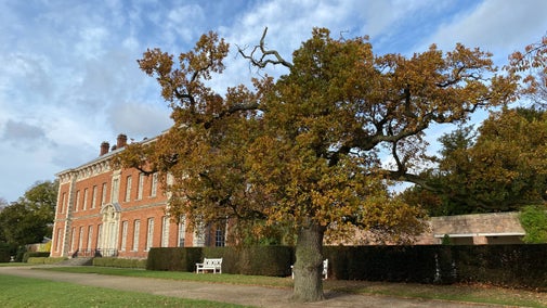 Bronze colours of a large tree in front of a red bricked hall